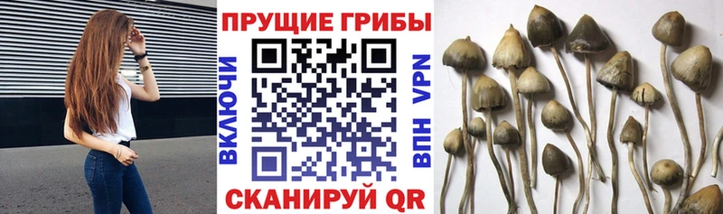Галлюциногенные грибы Magic Shrooms  где можно купить наркотик  MEGA зеркало  Чегем 